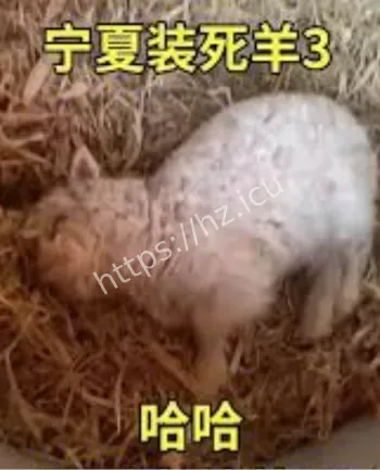 宁夏装死羊视频